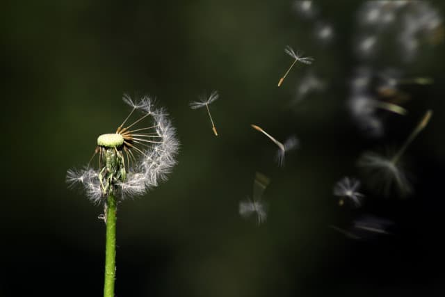 Dandelion seeds floating in the wind